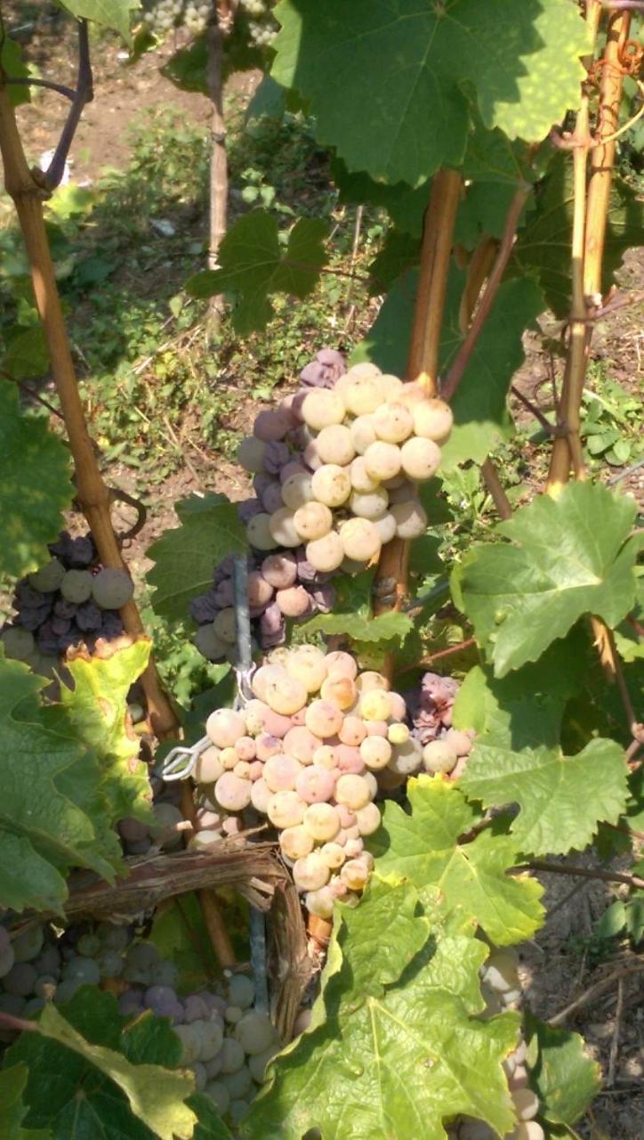 Wein- Und Gaestehaus Genetsch 利塞尔 外观 照片